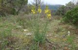 Asphodeline lutea. Цветущее растение. Краснодарский край, м/о г. Геленджик, окр. с. Кабардинка, Маркотхский хр., дубово-можжевеловое редколесье. 13.04.2024.