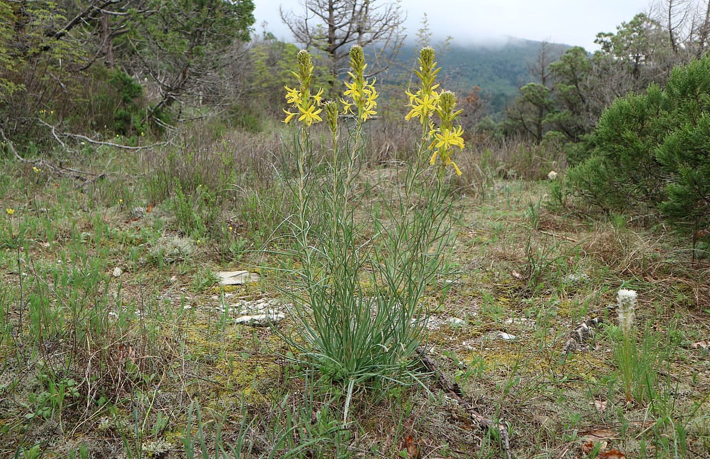 Изображение особи Asphodeline lutea.