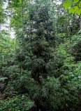 Cryptomeria japonica. Крона взрослого дерева. Китай, провинция Гуанси, рисовые террасы Лунцзи, смешанный лес. 29.05.2024.