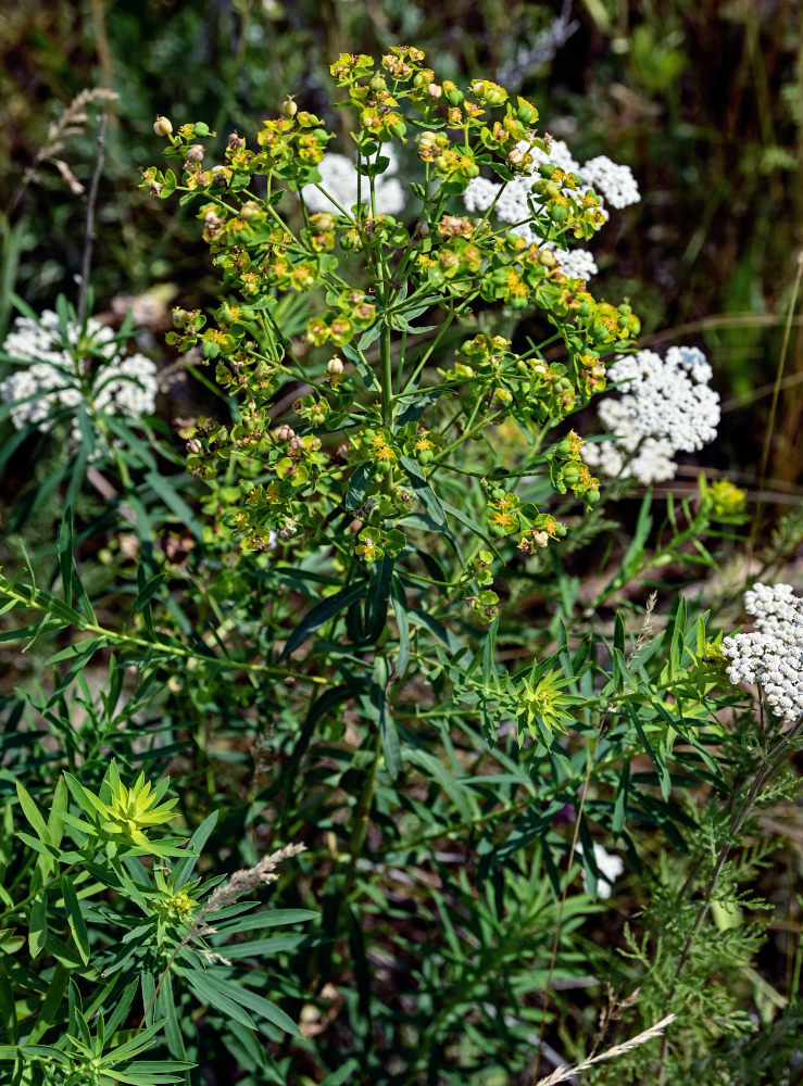 Изображение особи Euphorbia virgata.