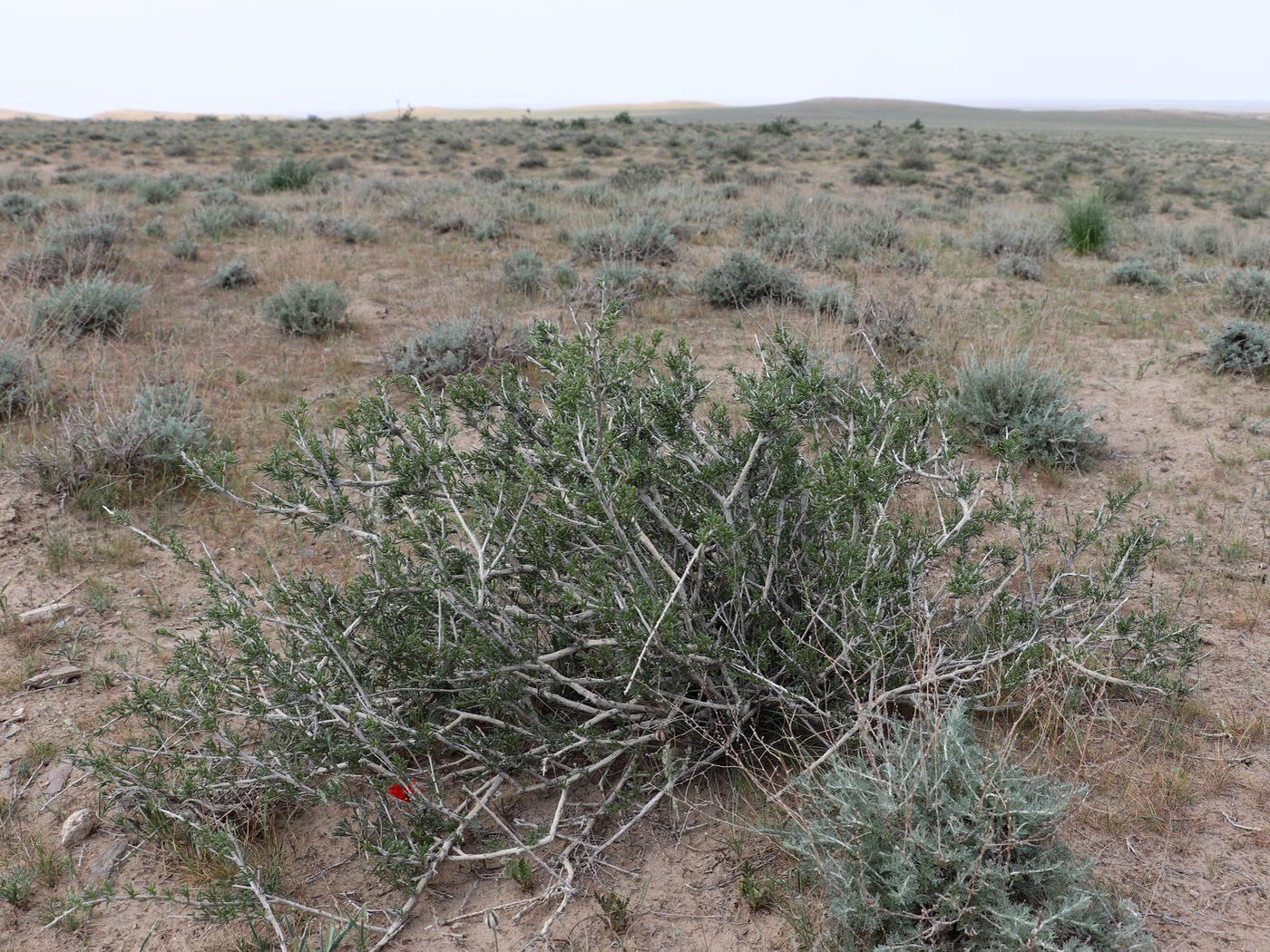 Изображение особи Salsola arbusculiformis.