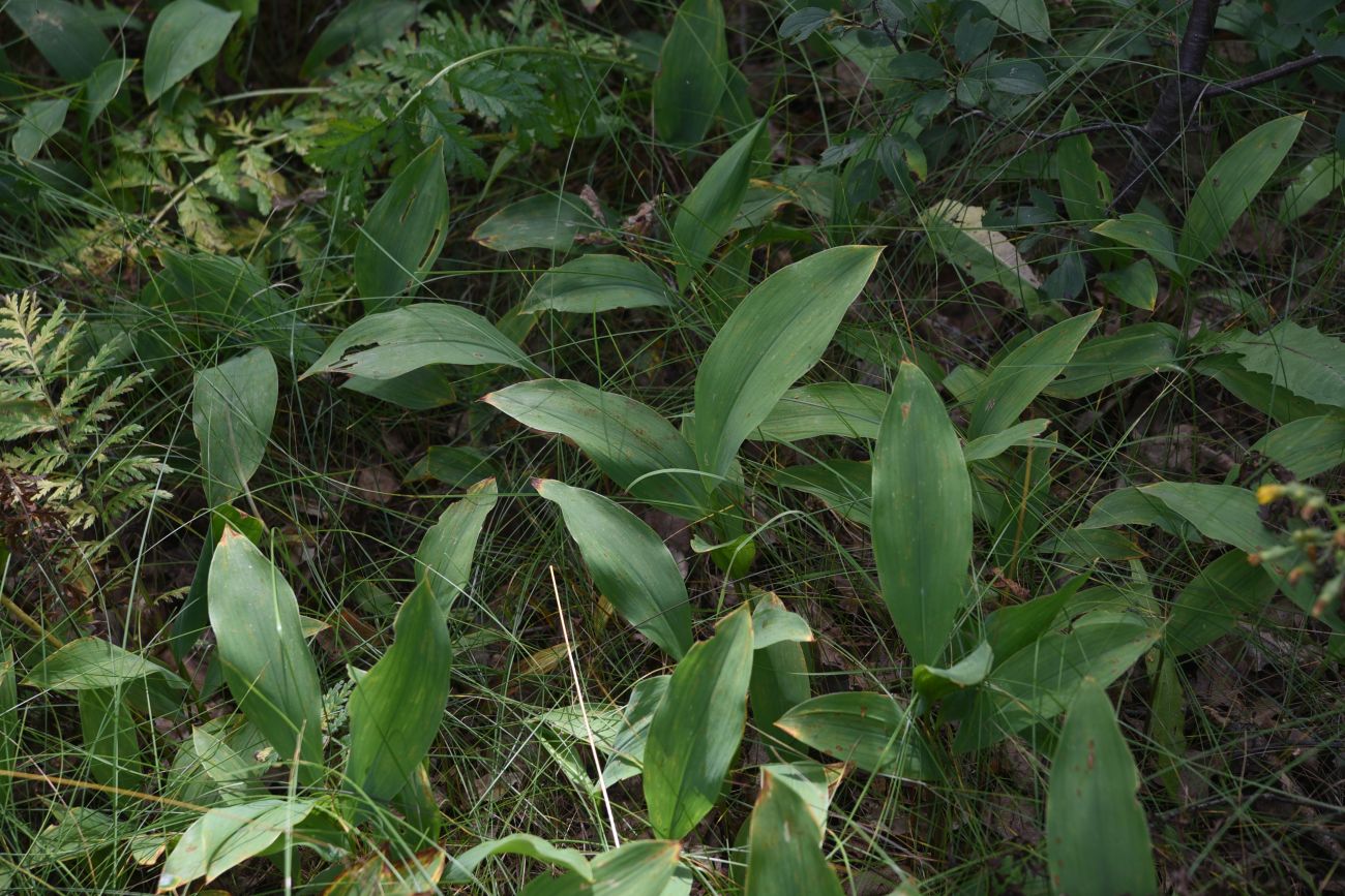 Image of Convallaria majalis specimen.