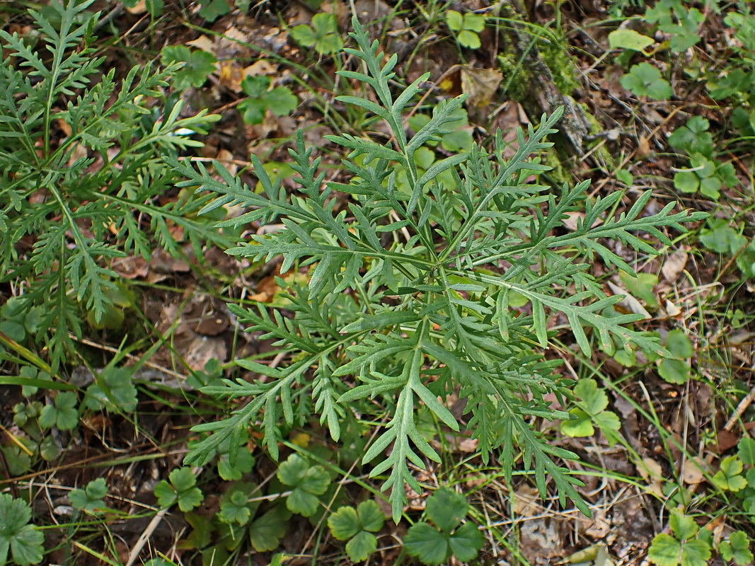 Image of Ambrosia artemisiifolia specimen.