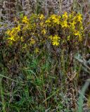 Hypericum perforatum