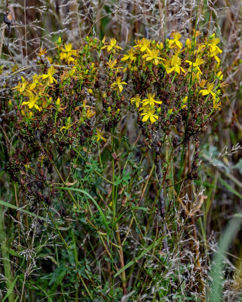 Изображение особи Hypericum perforatum.