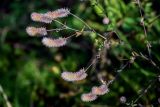 Trifolium arvense. Верхушка веточки с соплодиями. Московская обл., окр. г. Железнодорожный, долина р. Чёрная, залежь. 26.08.2024.