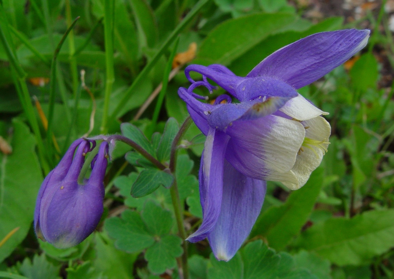 Изображение особи Aquilegia flabellata.