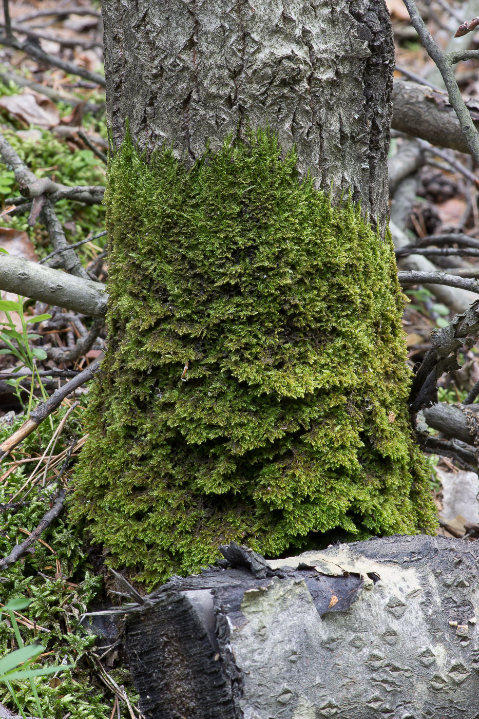 Image of Sanionia uncinata specimen.