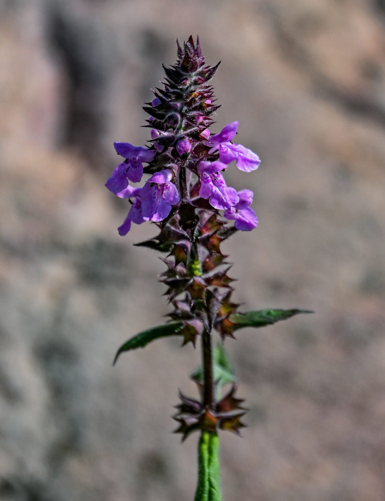 Изображение особи Stachys palustris.