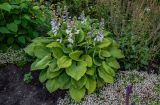 Hosta albomarginata. Цветущее растение (рядом растут Hydrangea, Salvia и Sedum). Костромская обл., г. Кострома, в культуре. 29.06.2024.