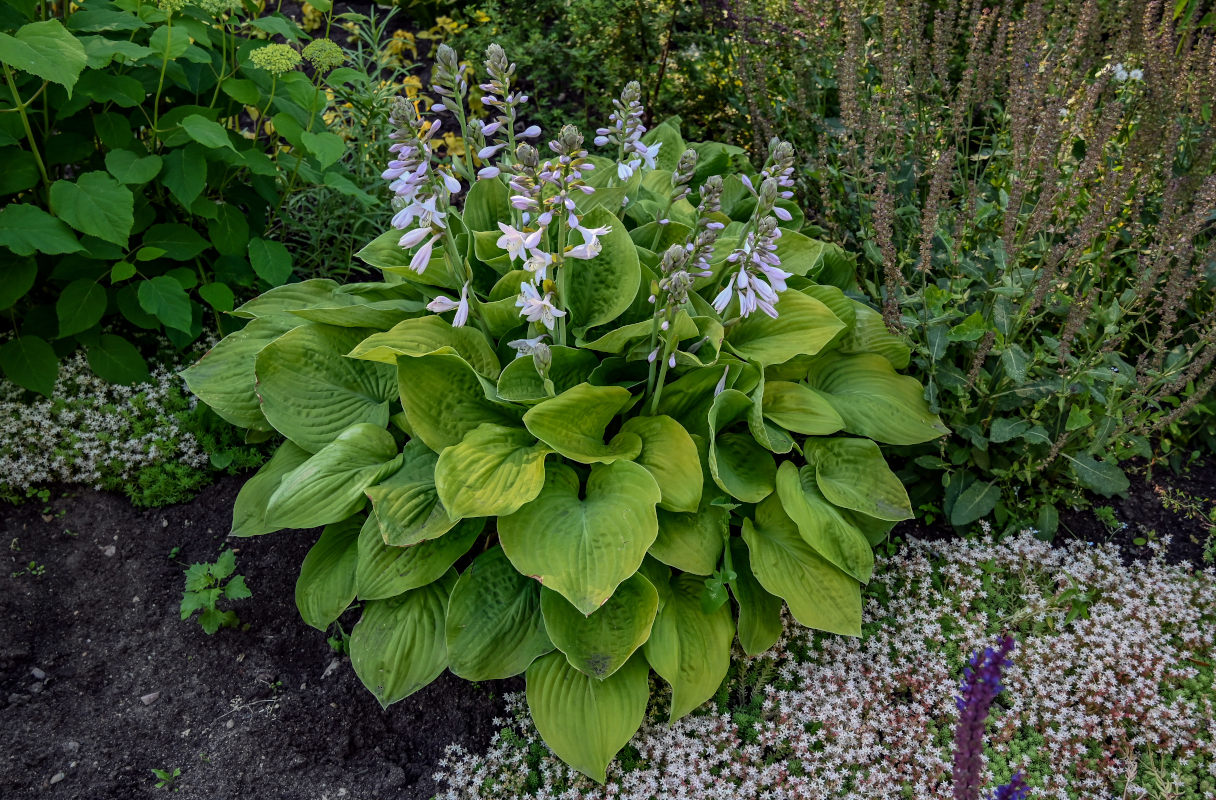 Image of Hosta albomarginata specimen.