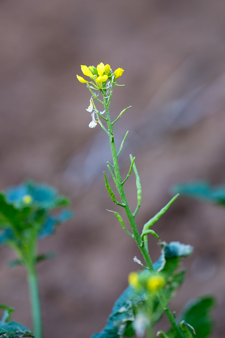 Image of familia Brassicaceae specimen.