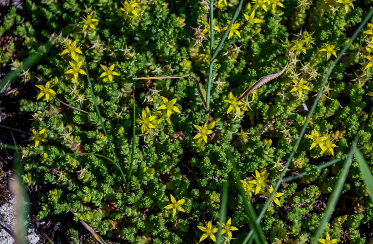 Изображение особи Sedum acre.