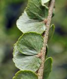 Nephrolepis cordifolia