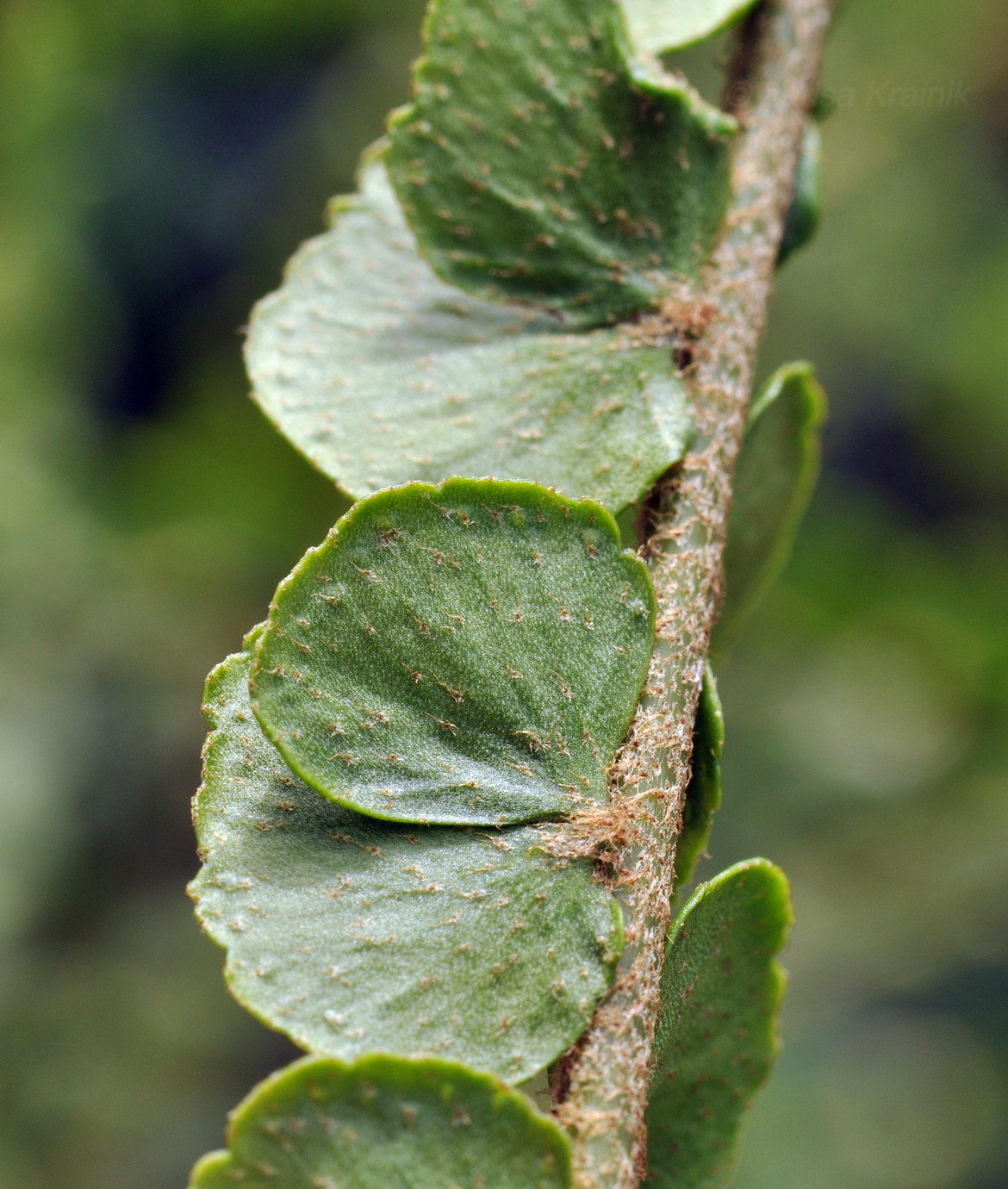 Image of Nephrolepis cordifolia specimen.