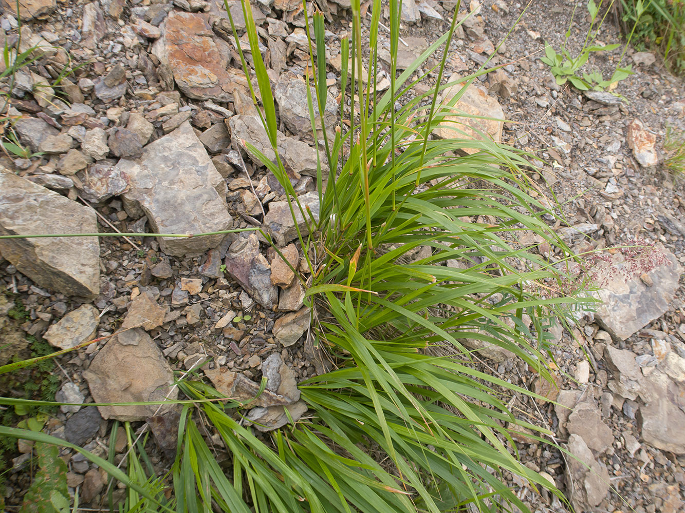 Image of Calamagrostis balkharica specimen.