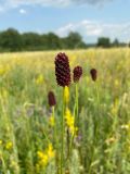 Sanguisorba officinalis