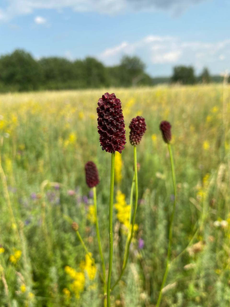 Image of Sanguisorba officinalis specimen.