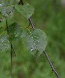 genus Betula. Лист с каплями дождя. Чечня, Шаройский р-н, 1 км восточнее ур. Хиндушты, высота 2080 м н.у.м., берёзовый лес. 1 июля 2024 г.