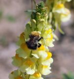 Linaria vulgaris. Верхушка соцветия с кормящимся шмелём. Московская обл., Одинцовский р-н, окр. г. Кубинка, окр. вдхр. Трасна, обочина бетонной дороги, глинистая почва. 25.06.2022.