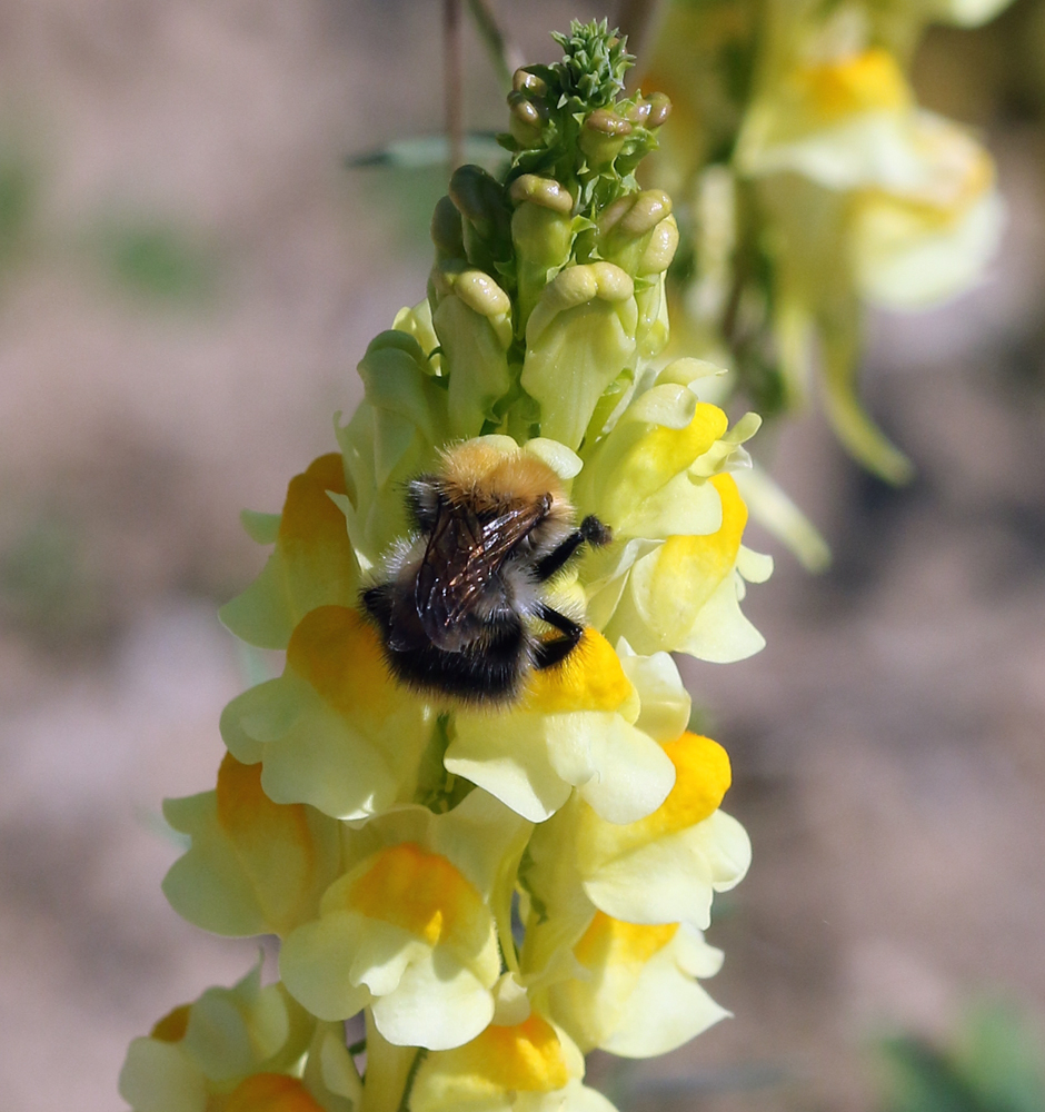 Image of Linaria vulgaris specimen.