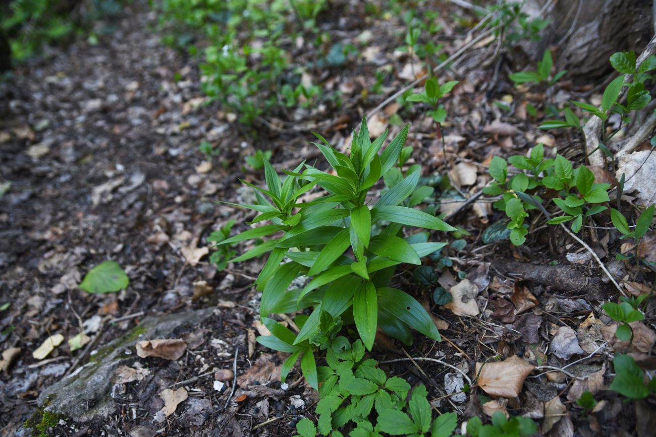 Изображение особи род Lilium.