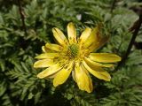 View full-size image Adonis amurensis
