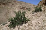 View full-size image Zygophyllum gontscharovii