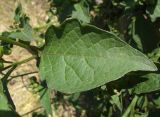 View full-size image Solanum nigrum