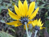 View full-size image Helianthus tuberosus