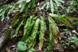 View full-size image Phyllitis scolopendrium