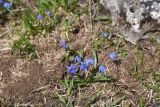View full-size image Scilla siberica