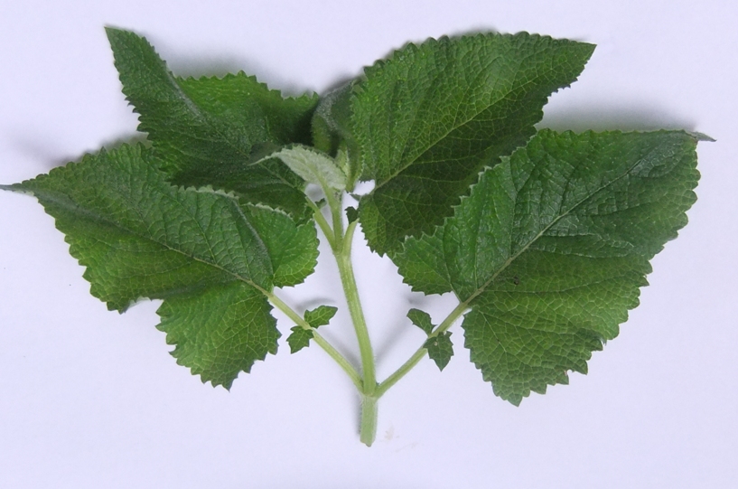 Image of Salvia verticillata specimen.