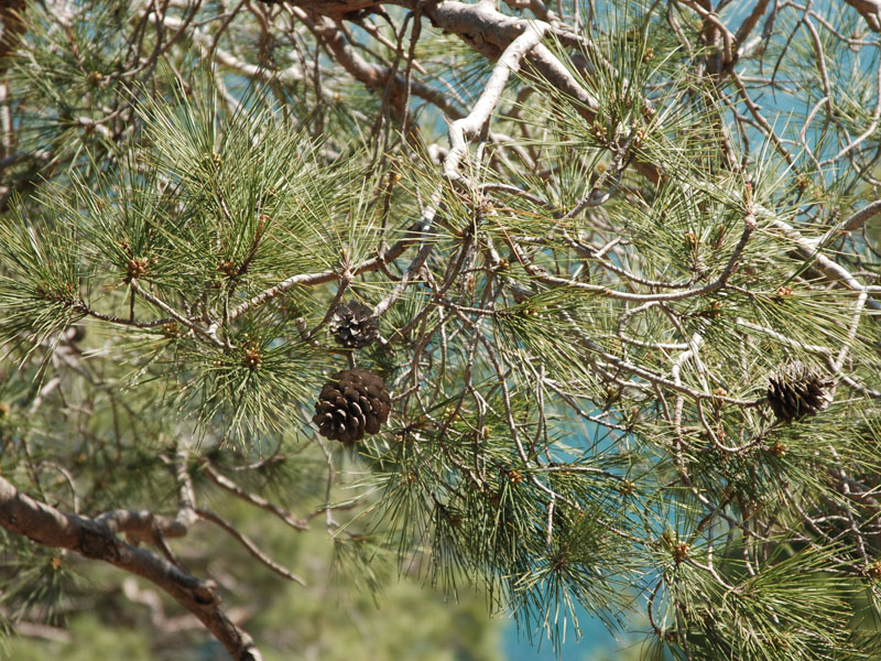 Image of Pinus pityusa specimen.