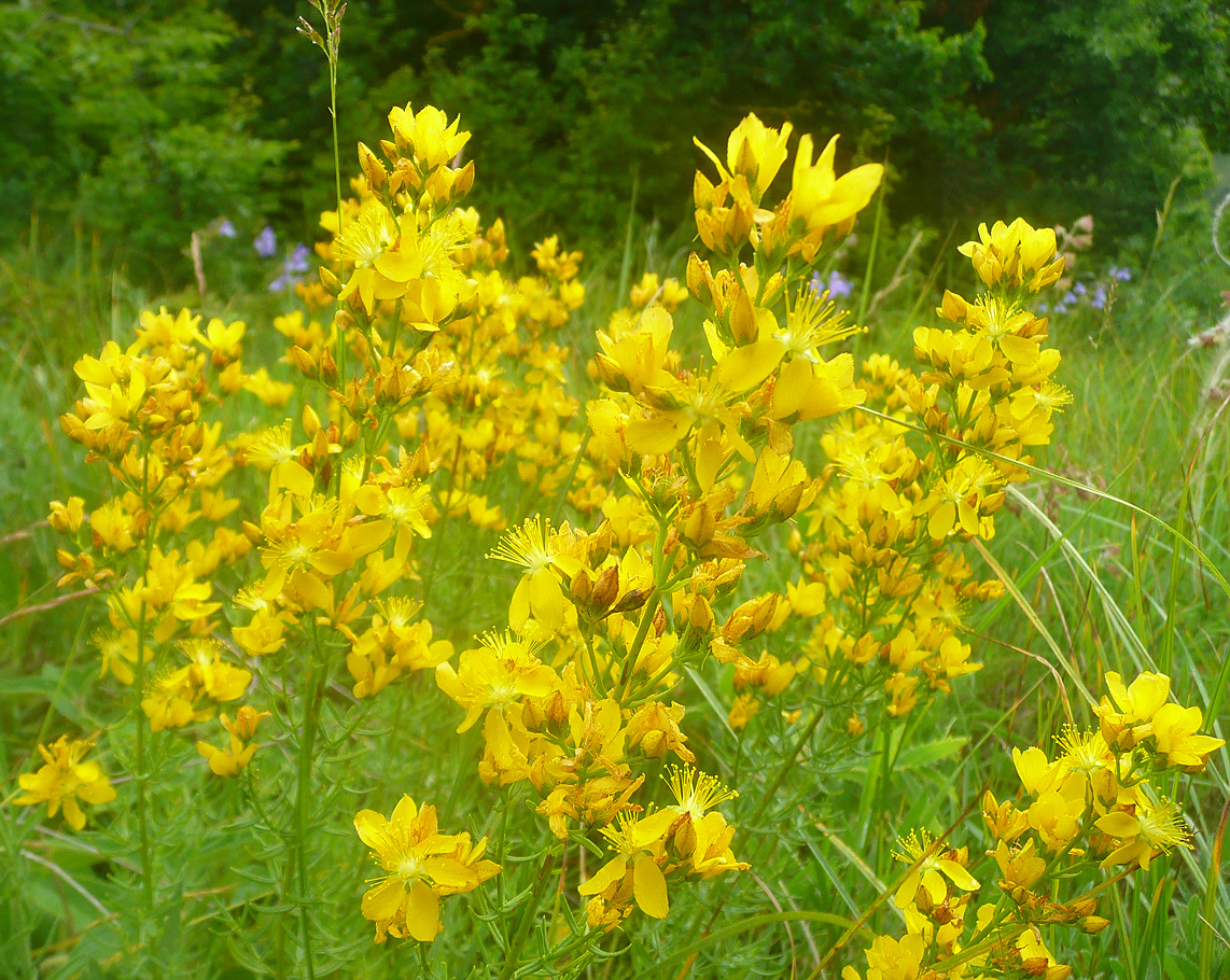 Image of Hypericum lydium specimen.