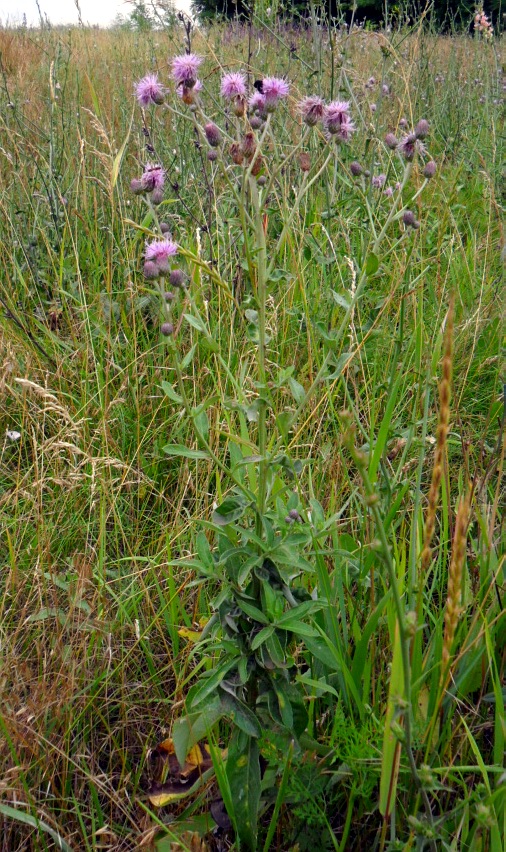 Изображение особи Cirsium incanum.