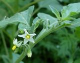 Solanum nigrum subspecies schultesii. Часть побега с соцветием. Ростовская обл., дельта Дона, хутор Узяк, у тропинки на берегу одноимённой протоки. 03.07.2011.