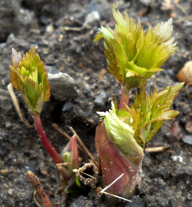 Image of Trollius europaeus specimen.