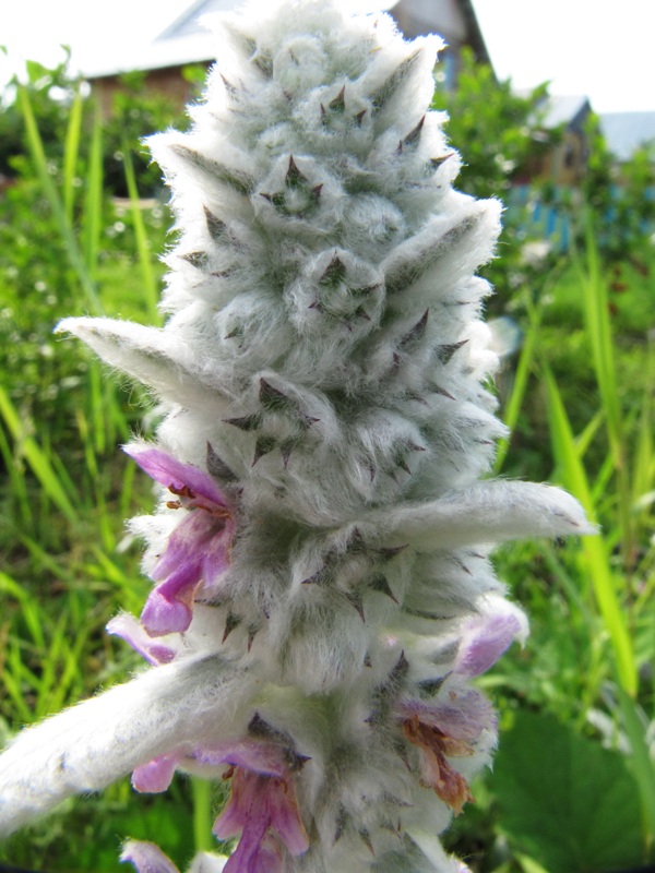 Изображение особи Stachys byzantina.