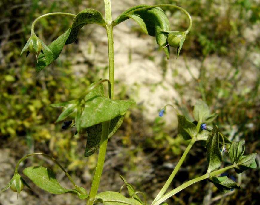 Изображение особи Anagallis arvensis.