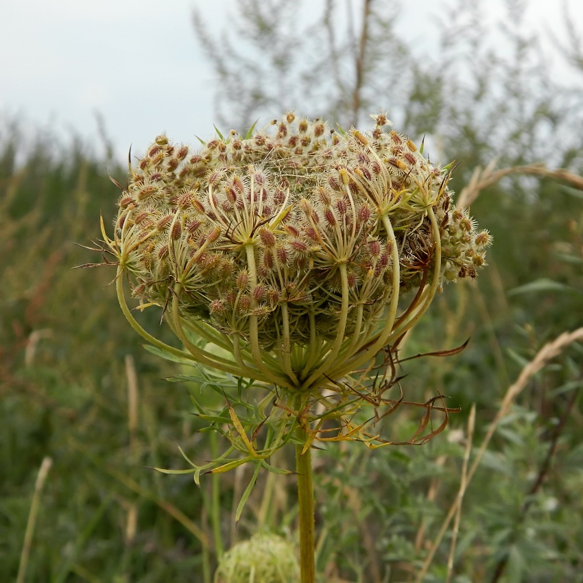 Image of Daucus carota specimen.