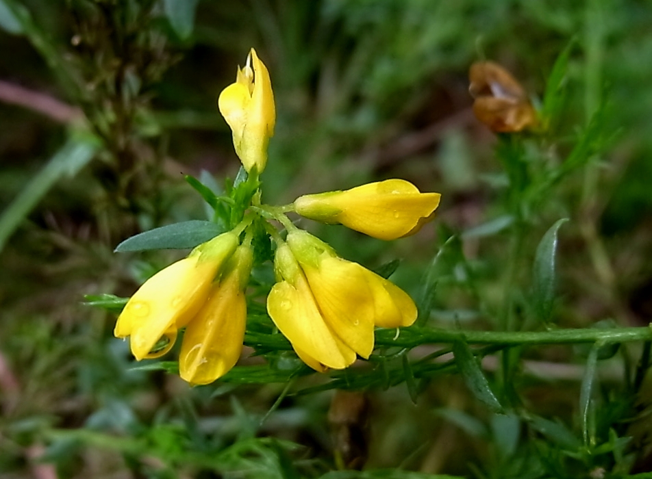 Image of genus Genista specimen.