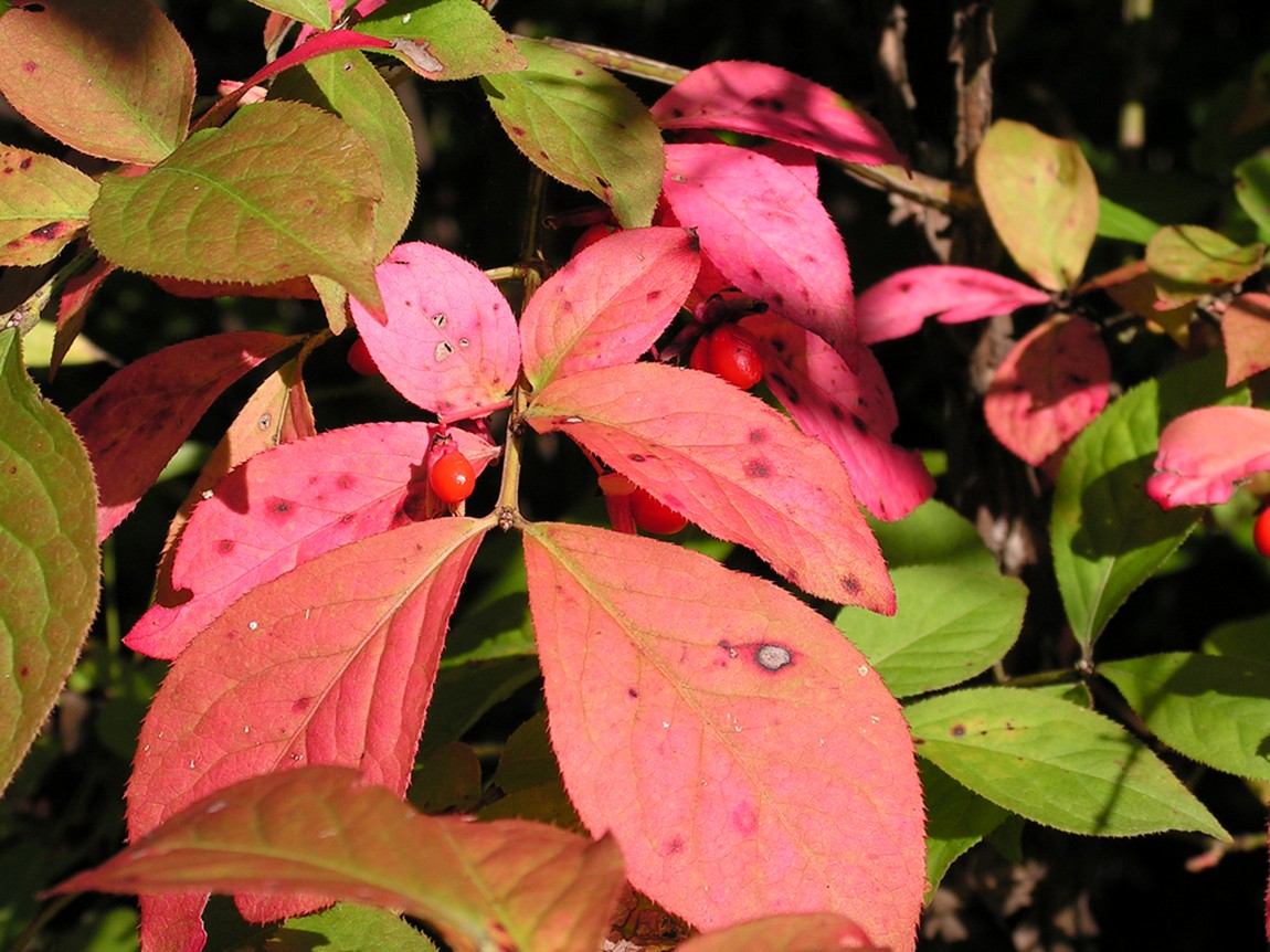 Image of Euonymus sacrosanctus specimen.