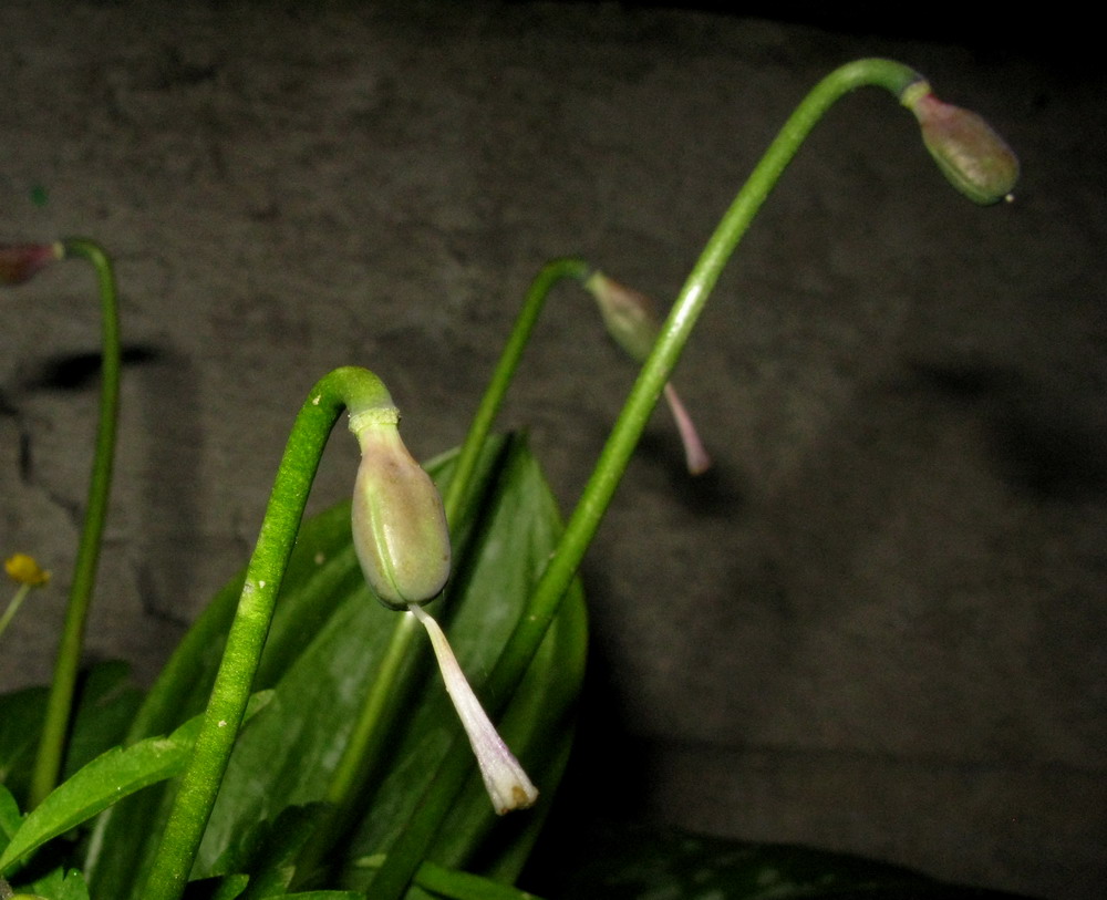 Image of Erythronium sajanense specimen.