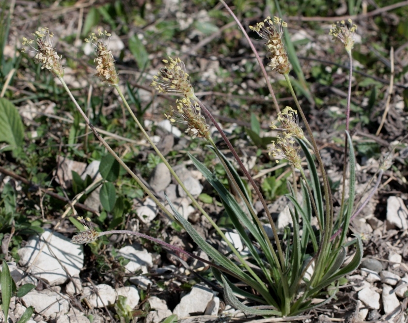 Изображение особи Plantago atrata.