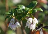 Vaccinium vitis-idaea. Верхушка цветущего растения. Карелия, Заонежье, мыс Клим Нос. 15.06.2012.