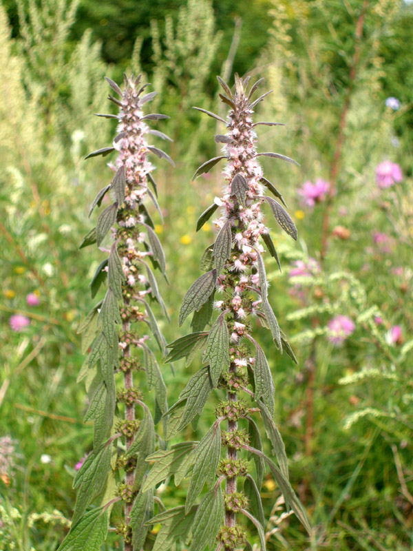 Изображение особи Leonurus quinquelobatus.