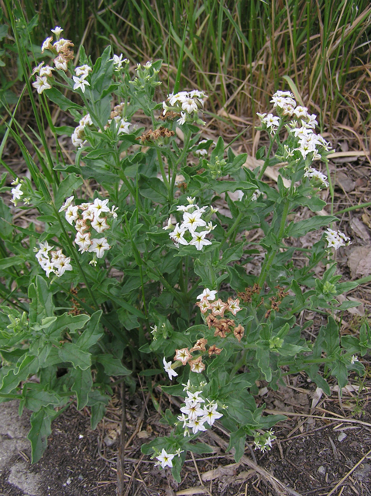 Image of Argusia sibirica specimen.