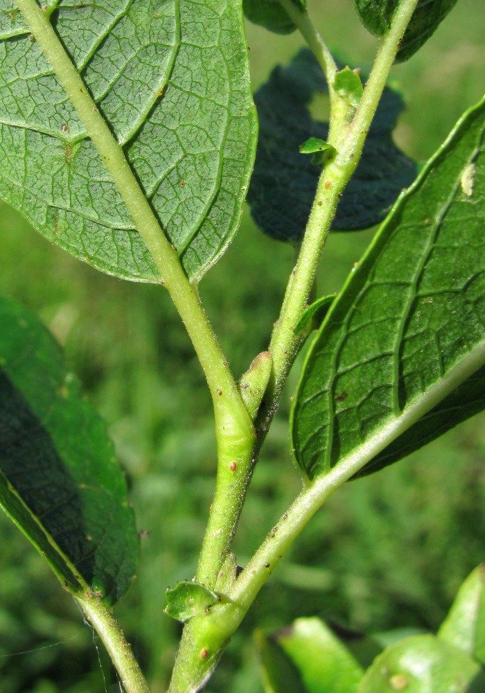 Image of Salix myrsinifolia specimen.