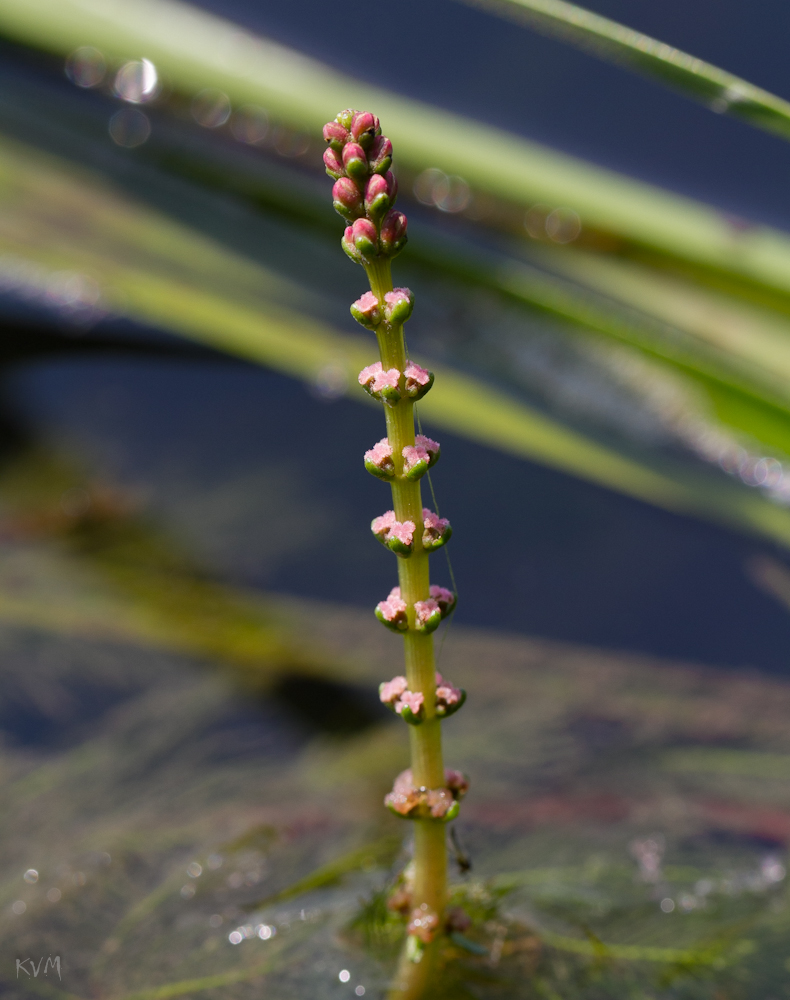 Image of Myriophyllum sibiricum specimen.